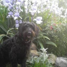 Wilber - F1 Labradoodle