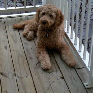 ROOT BEER (ROOTY)Multi-gen Goldendoodle lives in Rockville, MD with the Silver/Levine family.